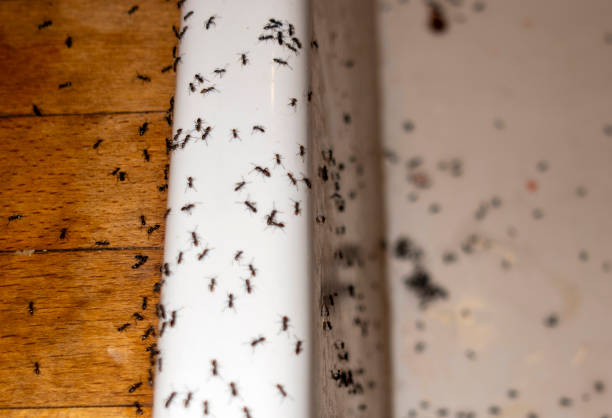 Best Local Pest Control Services  in Morgan, UT