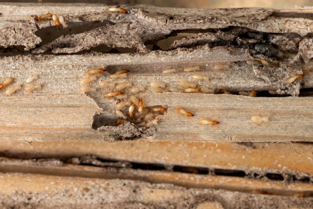 Pest Control Cost in Morgan, UT